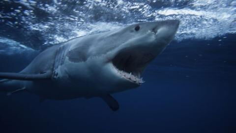 Australian surfer punches shark to save his wife's life