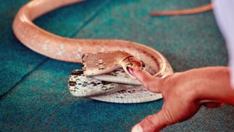 He cut off his own finger after being bit by a snake