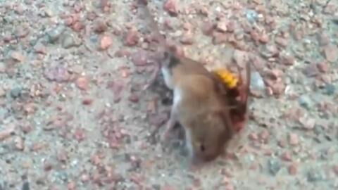 This mouse doesn't stand a chance against this 'murder' hornet