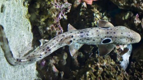 A new species of walking sharks has been discovered in Australia