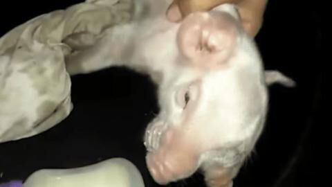 This Piglet Born with Two Heads and Three Eyes Is Going Viral on Social Media