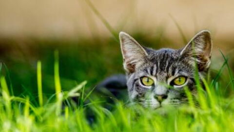 The Biggest Predator in the Animal Kingdom Is Not Who You Think It Is