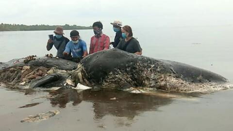 What they found in this dead whale's stomach left them speechless