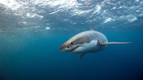 New Zealand Sees First Fatal Shark Attack in Eight Years as Teenager Mauled to Death by Great White