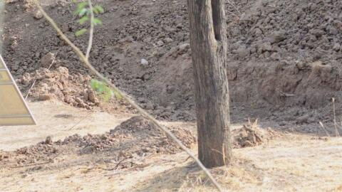 Can you spot the leopard in this picture?