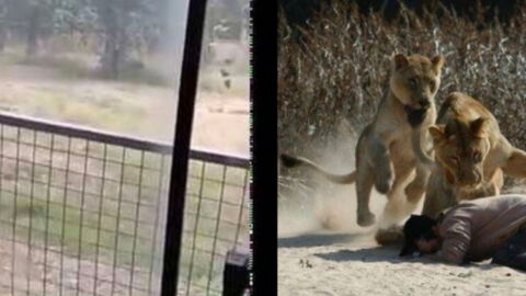 Man gets mauled by lions after scaling 20ft zoo enclosure