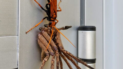Giant tarantula wasp takes on spider in this horrifying viral image