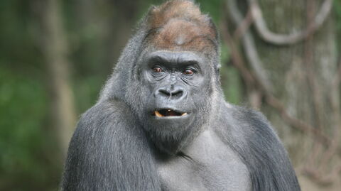 This gorilla escaped from London Zoo and you'd never guess what he got up to