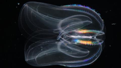 This bizarre sea creature is baffling scientists thanks to its unique anus