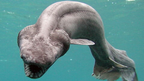 An extremely rare shark has been captured alive in Portugal