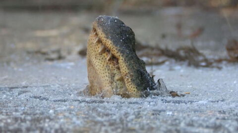 These alligators have come up with an ingenious strategy to survive the cold
