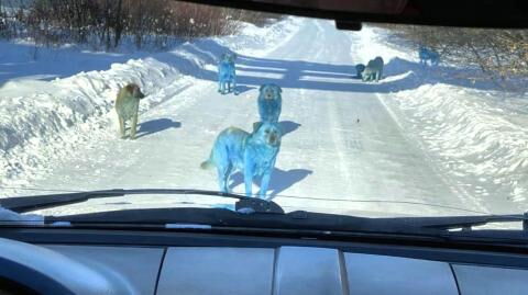 Blue dogs have been spotted in the wild near a Russian chemical plant