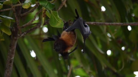 These animals are potential coronavirus carriers