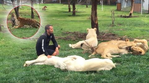 This man's life was saved thanks to the help of a tiger
