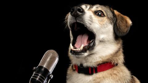 A species of dog lost for 50 years has been found in Indonesia