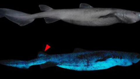 A new species of sharks that glow in the dark has just been discovered