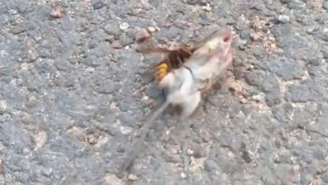 This fight between an Asian hornet and a mouse is hard to watch