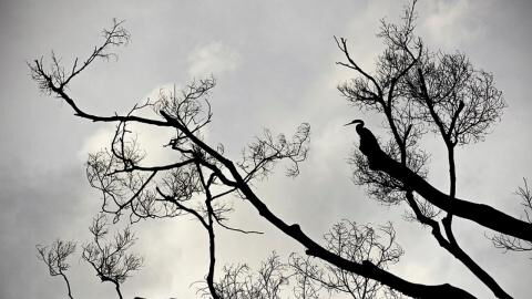 The Black-browed Babbler, a bird that has been extinct for 172 years, has recently reappeared