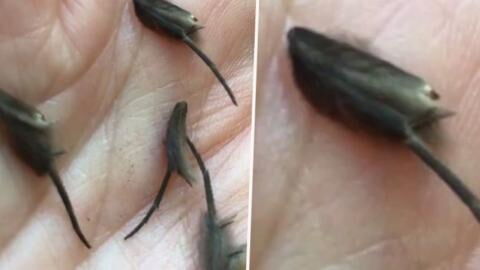 Man discovers terrifying creature yet to be classified by experts