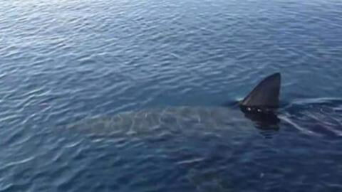 This previously unknown shark left researchers in shock when they looked at its head