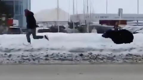 Watch this bear chase a man across town