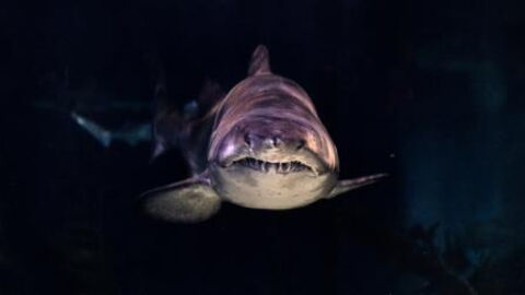 Monstrous predator made a meal out of a 9-foot long great white shark