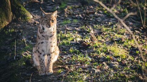 A beekeeper managed to film a dozen animal species over three years using a hidden camera