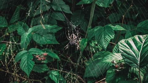 A new spider has been discovered in Australia