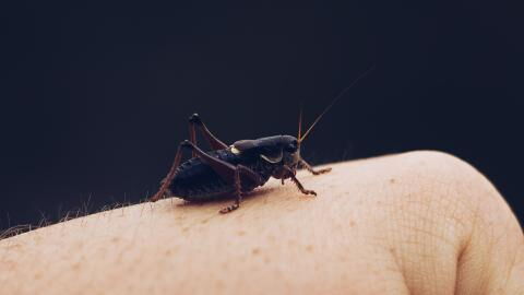 These insects all use you to lay their eggs without you knowing it