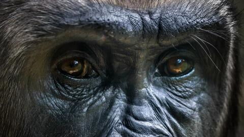5 things you need to know about the gorilla, the largest of all primates