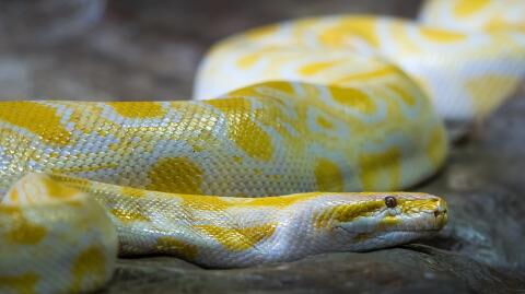 Man nearly dies after attempting to take a selfie with a python