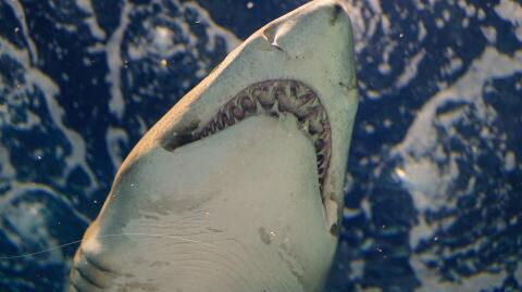 An encounter between great white sharks and dolphins was caught on film