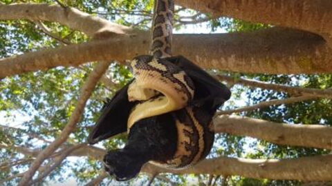 Watch this snake attack a giant bat in Australia