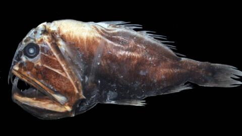 Meet the abyssal fishes, terrifying creatures of the deep