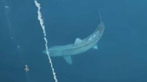 TikTok video of a gigantic shark thought to be extinct goes viral