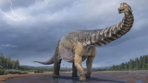 Meet Australotitan, the largest dinosaur ever unearthed in Australia