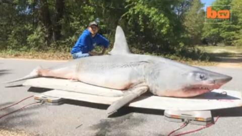 Fisherman catches 360-kilogram shark from dry land