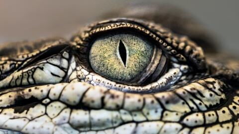 28-year-old British woman in a coma after suffering crocodile attack