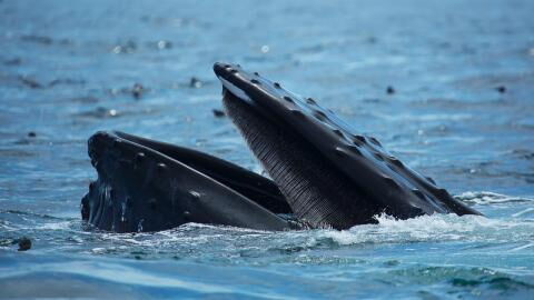 Fisherman gets swallowed by a humpback whale, miraculously escapes