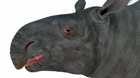 A new species of giant rhino has just been discovered in China