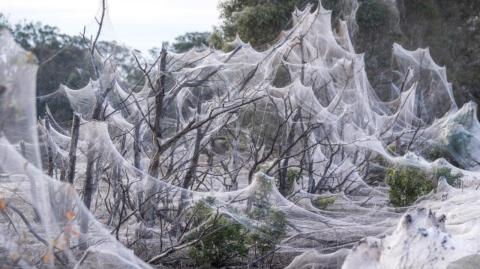 Horrifying spider webs smother entire Australian region after floods