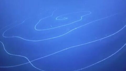 The longest animal was discovered near Australia