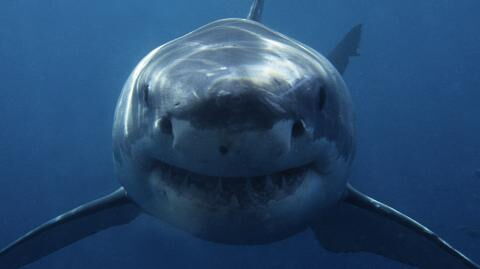 Great white shark attacks surfer less than 100 metres from the coast