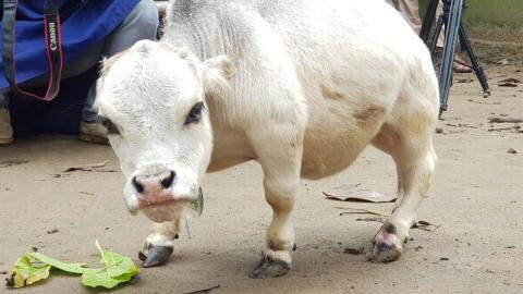 This is the world’s tiniest cow and she’s just 20 inches tall
