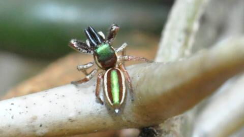 Meet Bagheera kiplingi: The only vegetarian spider in the world