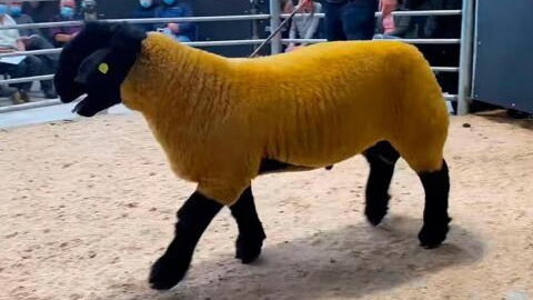 Local farmer sells ram for €44k breaking Ireland’s price record