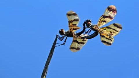 These insects may have the ability to predict the weather