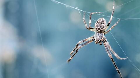 Giant 'frisky' spiders to invade British homes this September