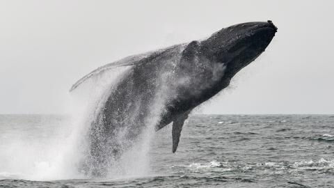 Freaky fingers discovered underneath whale’s flipper
