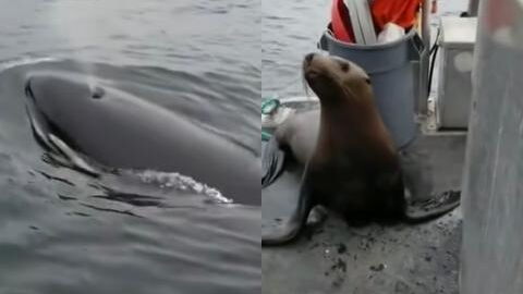 Woman surrounded by pod of hungry killer whales after sea lion seeks refuge on her boat